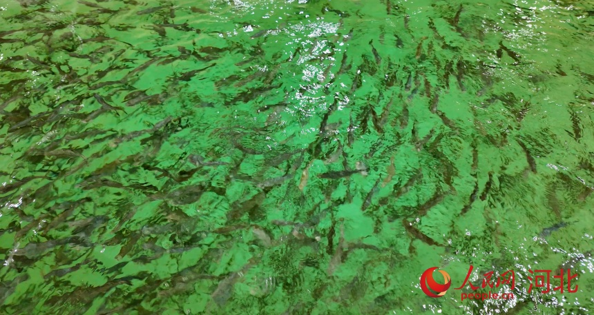 承德清青錦瑞漁業(yè)有限公司養(yǎng)殖的三文魚魚苗。人民網(wǎng)記者 李兆民攝